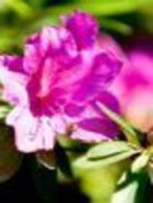 誘惑マミー求人情報